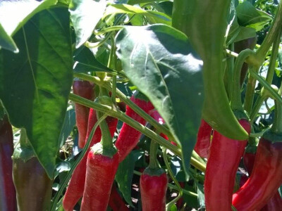 Dan paprike na Šaframovim poljima