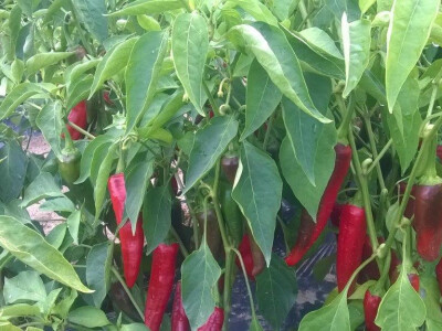 Dan paprike na Šaframovim poljima