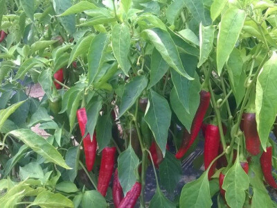 Dan paprike na Šaframovim poljima