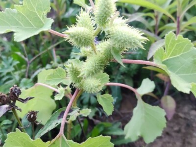 Xanthium strumarium L.  ili obična dikica Xanthium strumarium L.  ili obična dikica