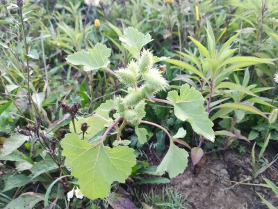 Xanthium strumarium L.  ili obična dikica Xanthium strumarium L.  ili obična dikica