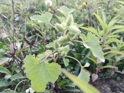 Xanthium strumarium L.  ili obična dikica Xanthium strumarium L.  ili obična dikica