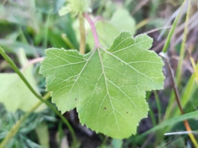 Xanthium strumarium L.  ili obična dikica Xanthium strumarium L.  ili obična dikica