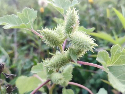 Xanthium strumarium L.  ili obična dikica Xanthium strumarium L.  ili obična dikica