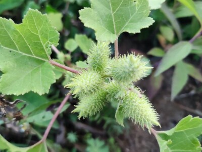 Xanthium strumarium L.  ili obična dikica Xanthium strumarium L.  ili obična dikica
