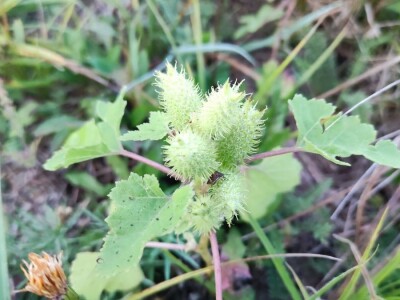 Xanthium strumarium L.  ili obična dikica Xanthium strumarium L.  ili obična dikica