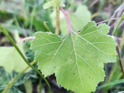 Xanthium strumarium L.  ili obična dikica Xanthium strumarium L.  ili obična dikica