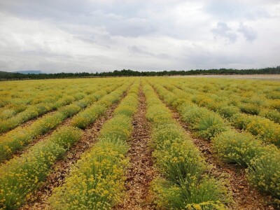 Plantaža smilja u oplemenjenom kršu Hercegovine Plantaža smilja u oplemenjenom kršu Hercegovine