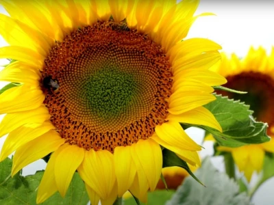 XX međunarodna konferencija suncokreta Timac Agro Balkans