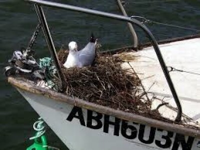 SCARYBIRD - Efikasno i na moru protiv galebova