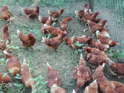 Za kvalitetu jaja važan i miran život kokoši Za kvalitetu jaja važan i miran život kokoši