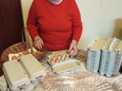 Za kvalitetu jaja važan i miran život kokoši Za kvalitetu jaja važan i miran život kokoši