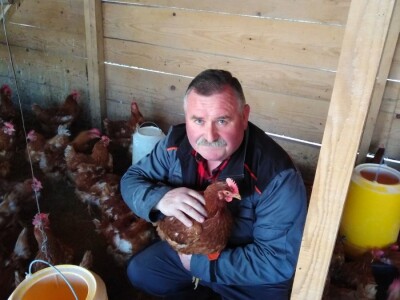 Za kvalitetu jaja važan i miran život kokoši Za kvalitetu jaja važan i miran život kokoši