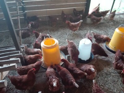 Za kvalitetu jaja važan i miran život kokoši Za kvalitetu jaja važan i miran život kokoši