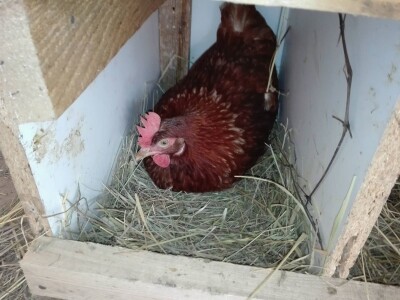 Za kvalitetu jaja važan i miran život kokoši Za kvalitetu jaja važan i miran život kokoši
