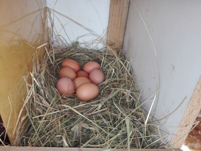 Za kvalitetu jaja važan i miran život kokoši Za kvalitetu jaja važan i miran život kokoši