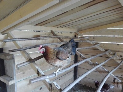 Za kvalitetu jaja važan i miran život kokoši Za kvalitetu jaja važan i miran život kokoši