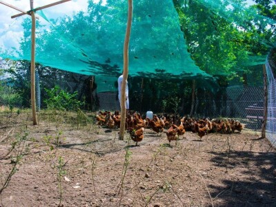 Za kvalitetu jaja važan i miran život kokoši Za kvalitetu jaja važan i miran život kokoši