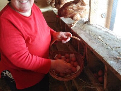 Za kvalitetu jaja važan i miran život kokoši Za kvalitetu jaja važan i miran život kokoši