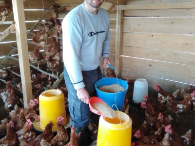 Za kvalitetu jaja važan i miran život kokoši Za kvalitetu jaja važan i miran život kokoši