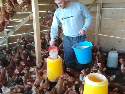 Za kvalitetu jaja važan i miran život kokoši Za kvalitetu jaja važan i miran život kokoši