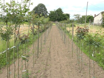 Za uspešno gajenje ruža, potrebno najviše ljubavi