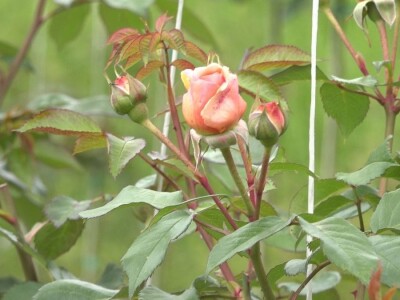 Za uspešno gajenje ruža, potrebno najviše ljubavi