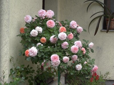 Za uspešno gajenje ruža, potrebno najviše ljubavi