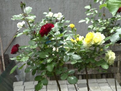 Za uspešno gajenje ruža, potrebno najviše ljubavi