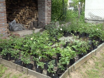 Za uspešno gajenje ruža, potrebno najviše ljubavi