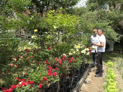 Za uspešno gajenje ruža, potrebno najviše ljubavi