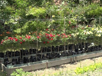 Za uspešno gajenje ruža, potrebno najviše ljubavi