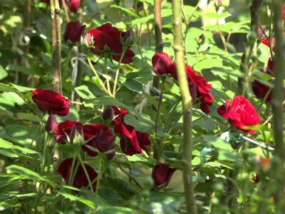 Za uspešno gajenje ruža, potrebno najviše ljubavi