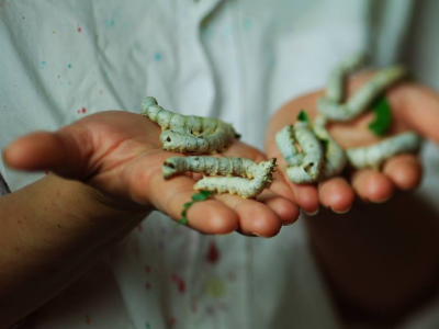 Dudov svilac kao kućni ljubimac