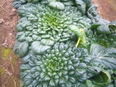 Žabe u plasteniku poželjni gosti