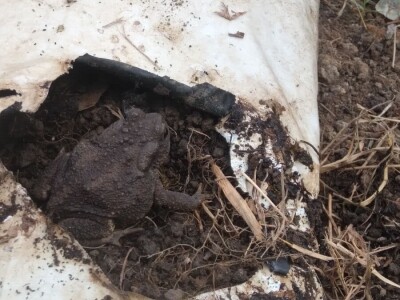 Žabe u plasteniku poželjni gosti