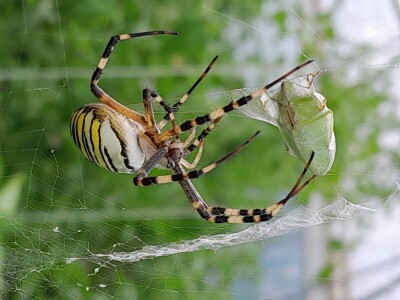 Žabe u plasteniku poželjni gosti