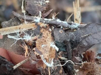 Žabe u plasteniku poželjni gosti