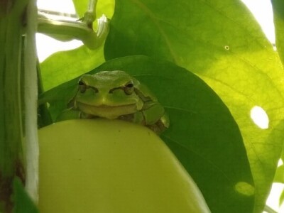 Žabe u plasteniku poželjni gosti