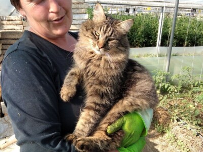 Žabe u plasteniku poželjni gosti