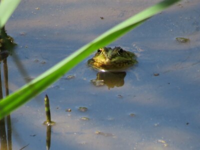 Žabe u vrtu Žabe u vrtu