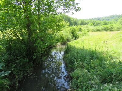 Žabe u vrtu Žabe u vrtu