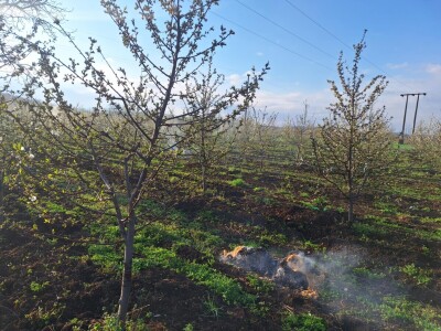 Zadimljavanje zasada višnje Zadimljavanje zasada višnje