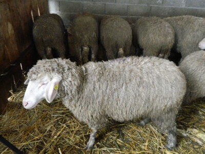 Zadruga jača gazdinstva u Pomoravlju Zadruga jača gazdinstva u Pomoravlju