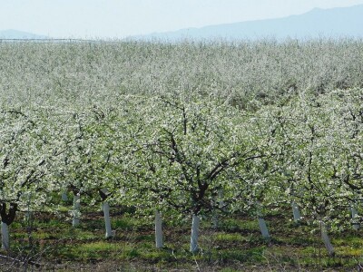 Mladi proizvođači udruživanjem do bolje tržišne pozicije