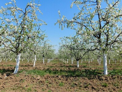 Mladi proizvođači udruživanjem do bolje tržišne pozicije