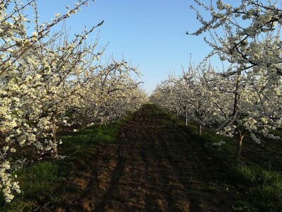 Mladi proizvođači udruživanjem do bolje tržišne pozicije