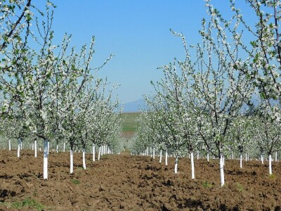 Mladi proizvođači udruživanjem do bolje tržišne pozicije