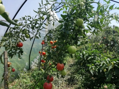 Zadruga Pontes Salutis navodnjava površine na kojima uzgaja rajčice za koprivničku Podravku