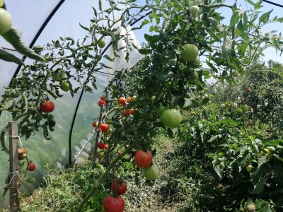 Zadruga Pontes Salutis navodnjava površine na kojima uzgaja rajčice za koprivničku Podravku